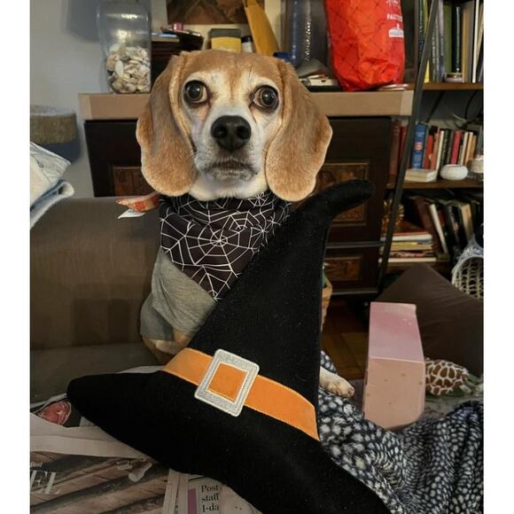 13"x14" Halloween Witch Hat Novelty Pillow - Bullseye's Playground™ - Picture 4 of 5